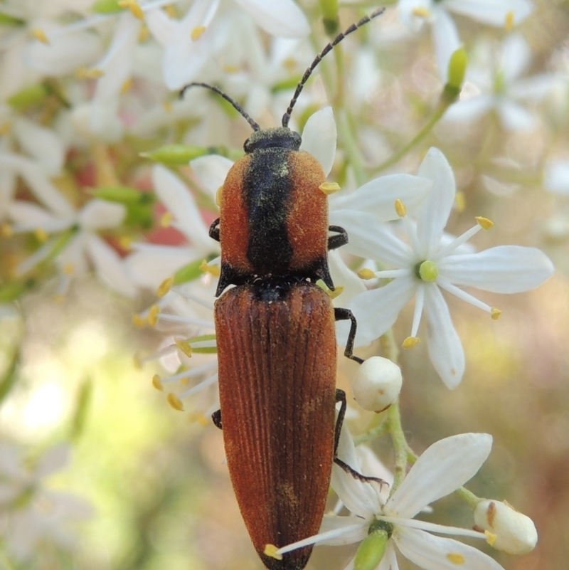 Ophidius elegans