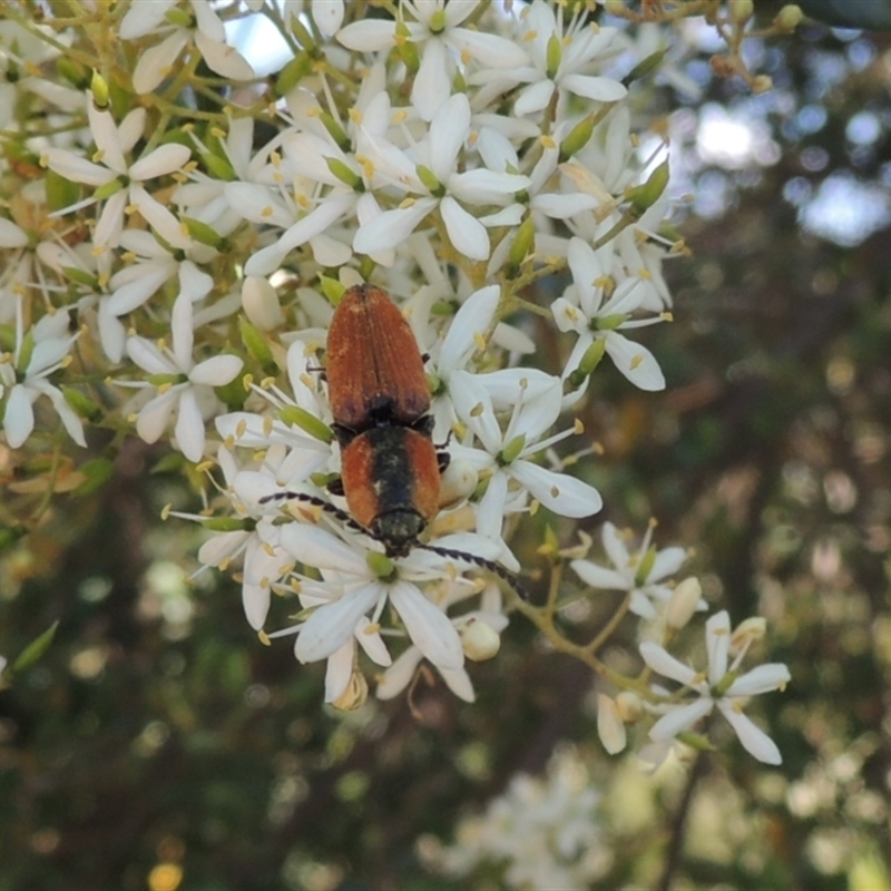 Ophidius elegans