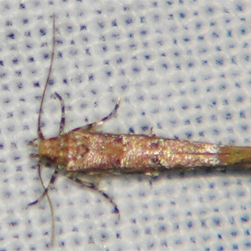 Pyroderces terminella