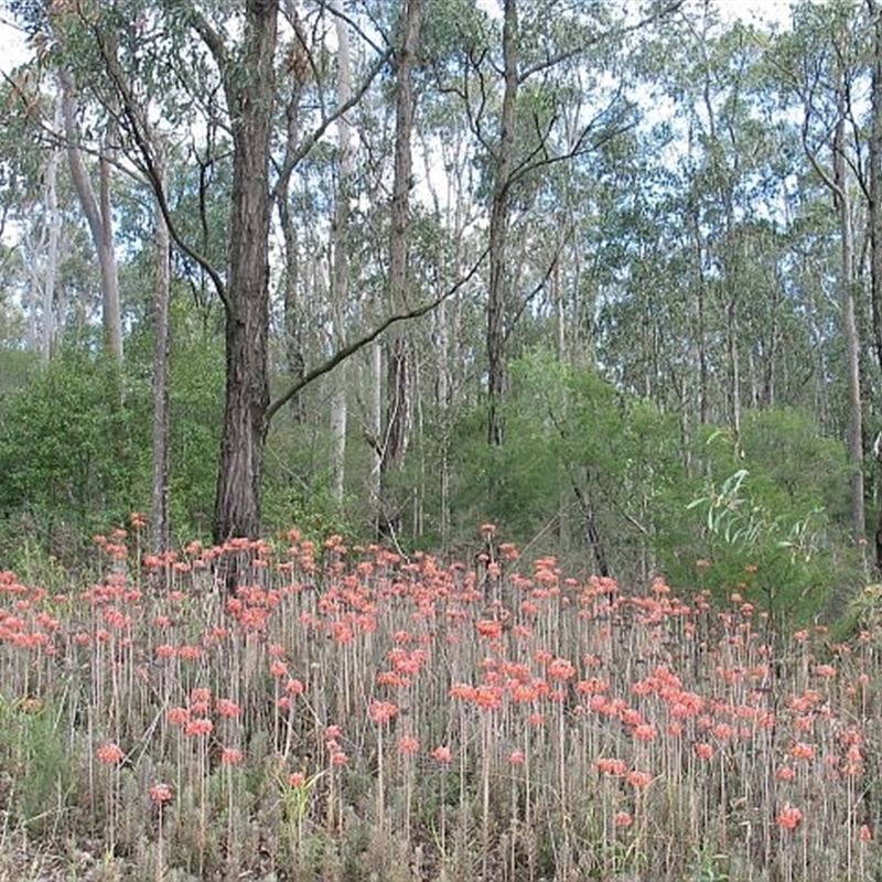 Bryophyllum delagoense