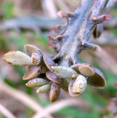 Bryophyllum delagoense