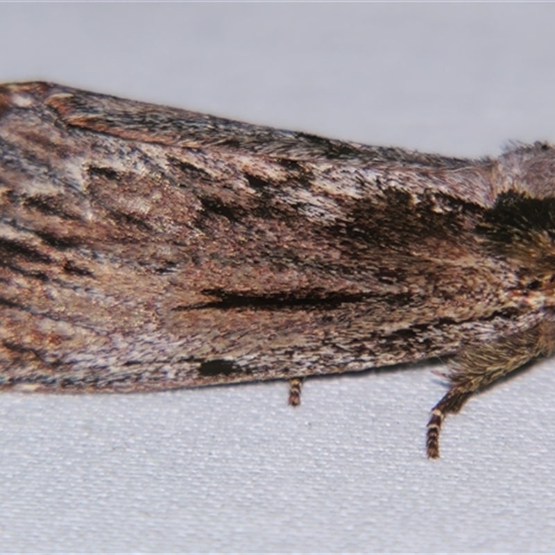 Hylaeora capucina