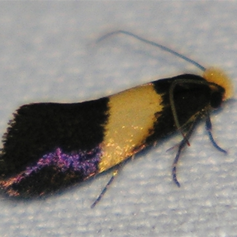 Edosa purella