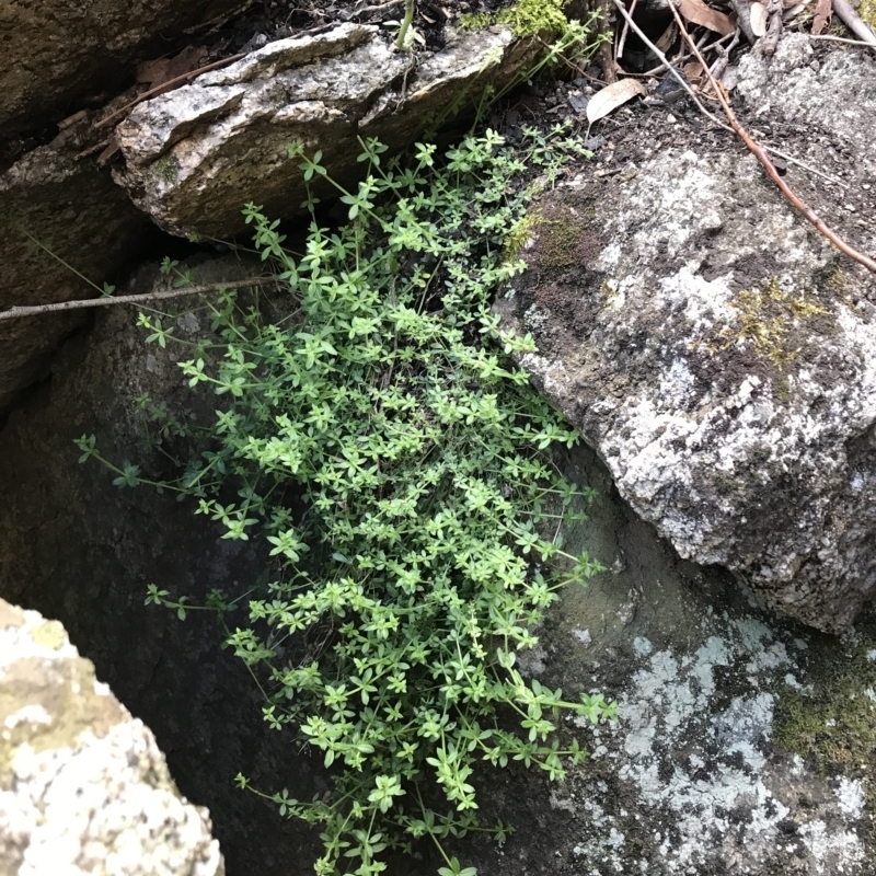 Galium polyanthum