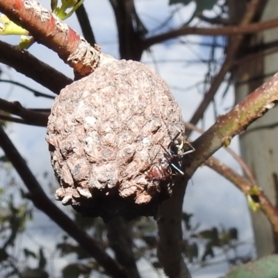 Apiomorpha strombylosa