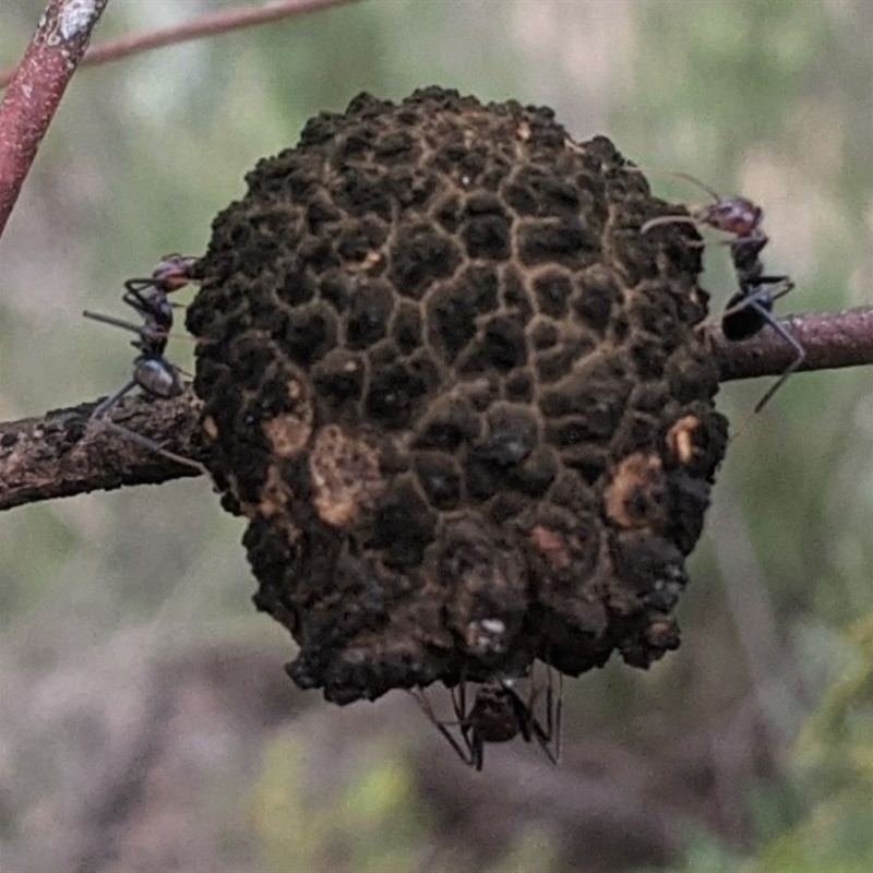 Apiomorpha strombylosa