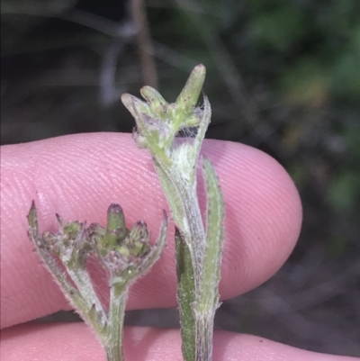 Senecio niveoplanus