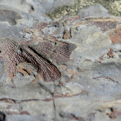 Fenestella ( genus) (Bryozoan)