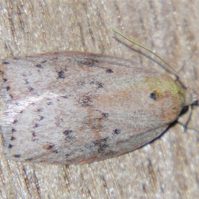 Garrha (genus)