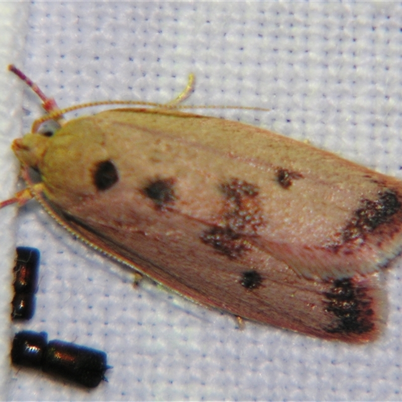 Garrha (genus)