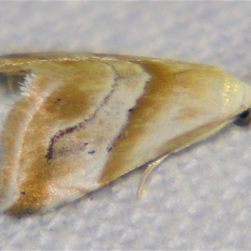 Eublemma rivula