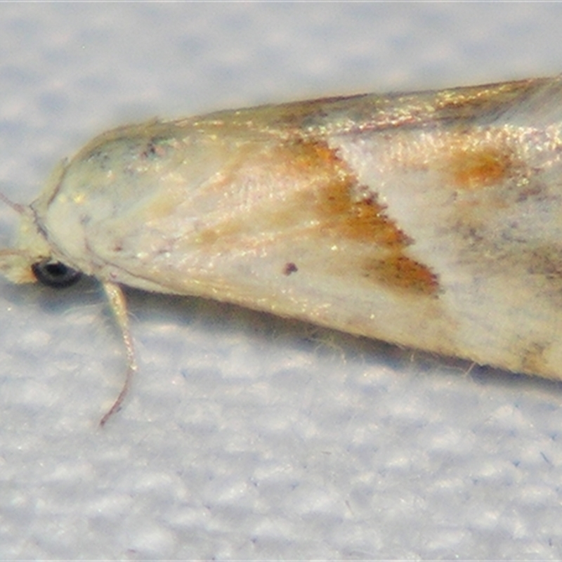 Eublemma rivula