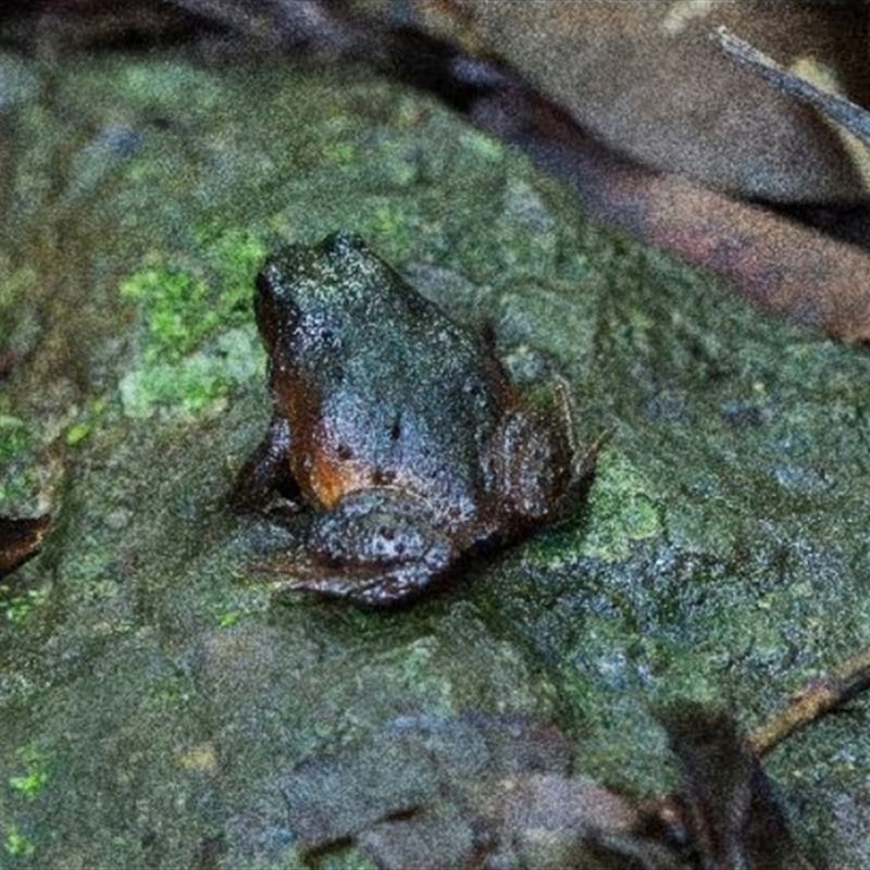 Philoria loveridgei