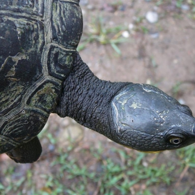 Myuchelys georgesi