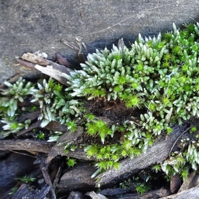 Bryum argenteum