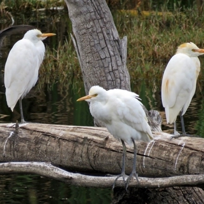 Bubulcus coromandus