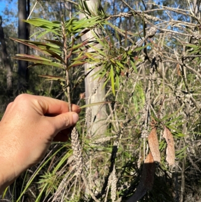 Callistemon linearifolius