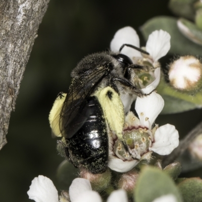 Leioproctus (Exleycolletes) leai