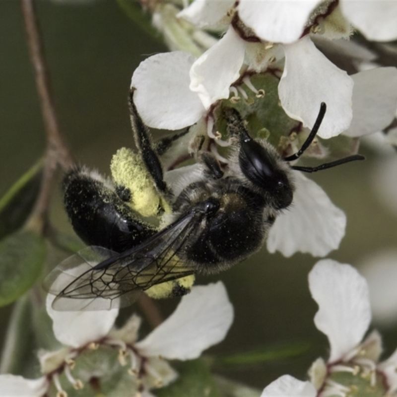 Leioproctus (Exleycolletes) leai