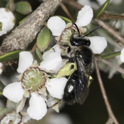 Leioproctus (Exleycolletes) leai