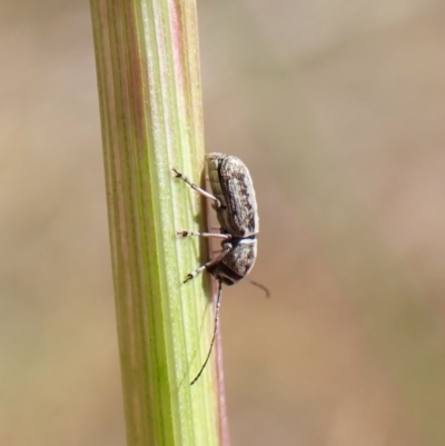 Euciodes suturalis