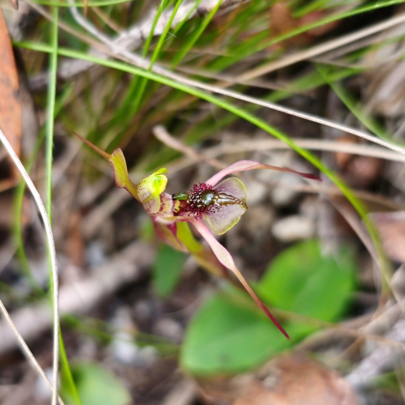 Chiloglottis anaticeps