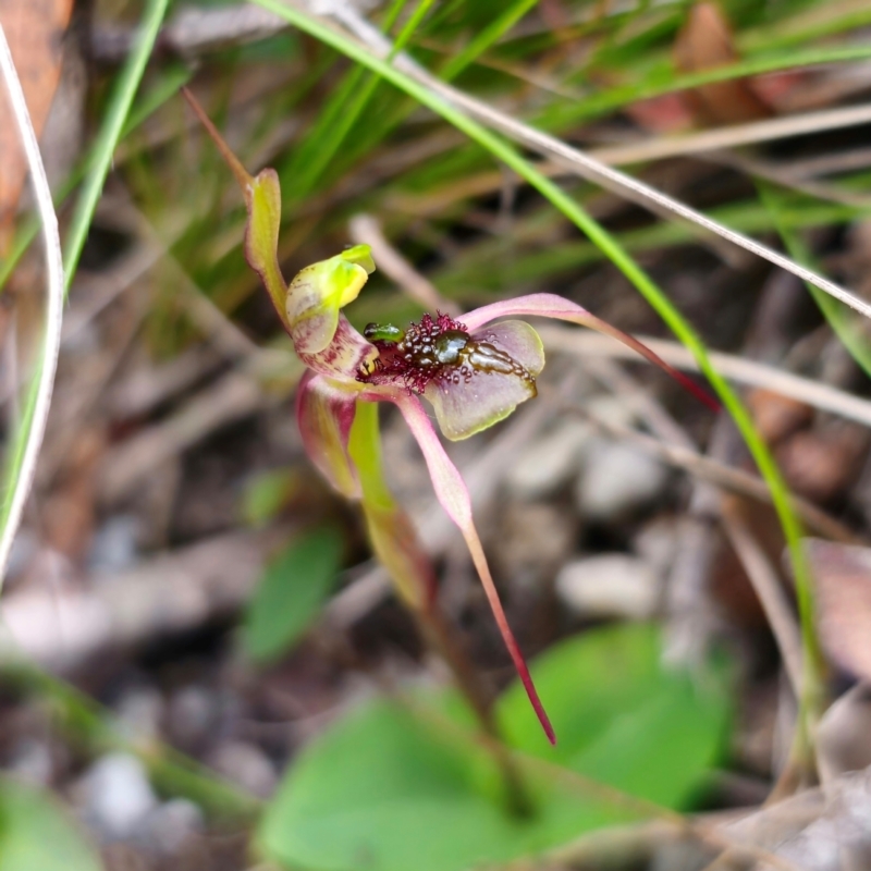 Chiloglottis anaticeps