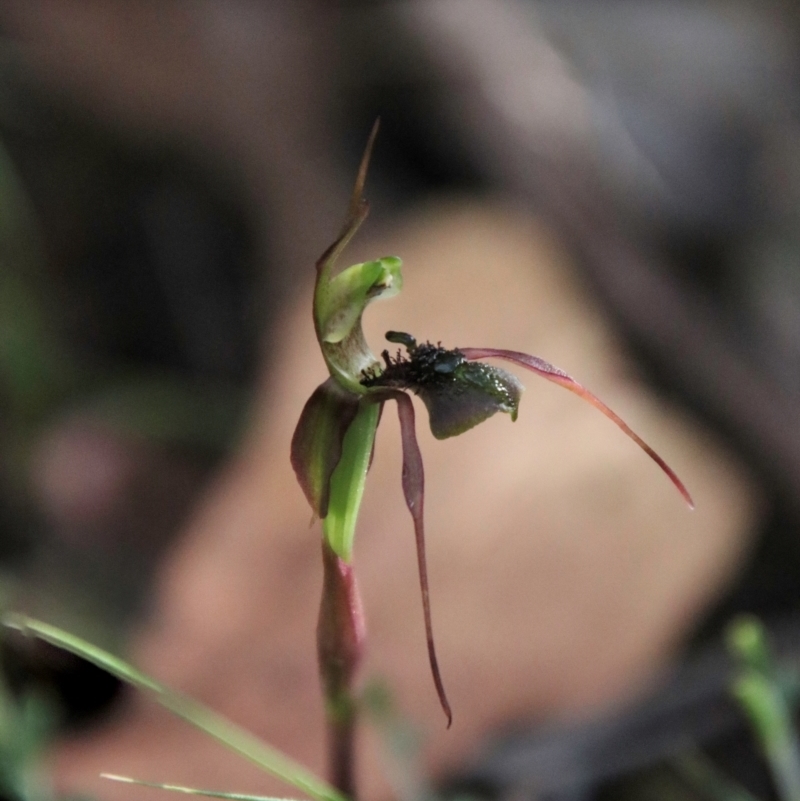 Chiloglottis anaticeps