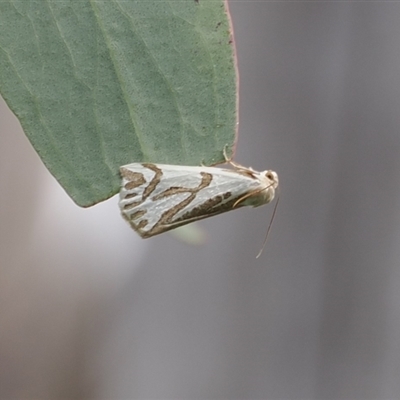 Thalaina inscripta