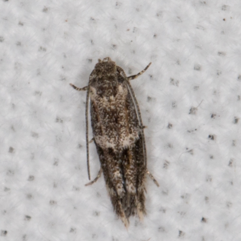 Elachista velox