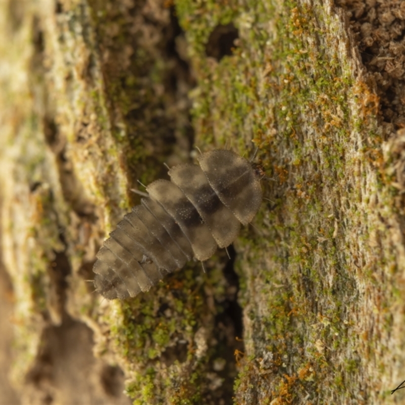 Periptyctus sp. (genus)