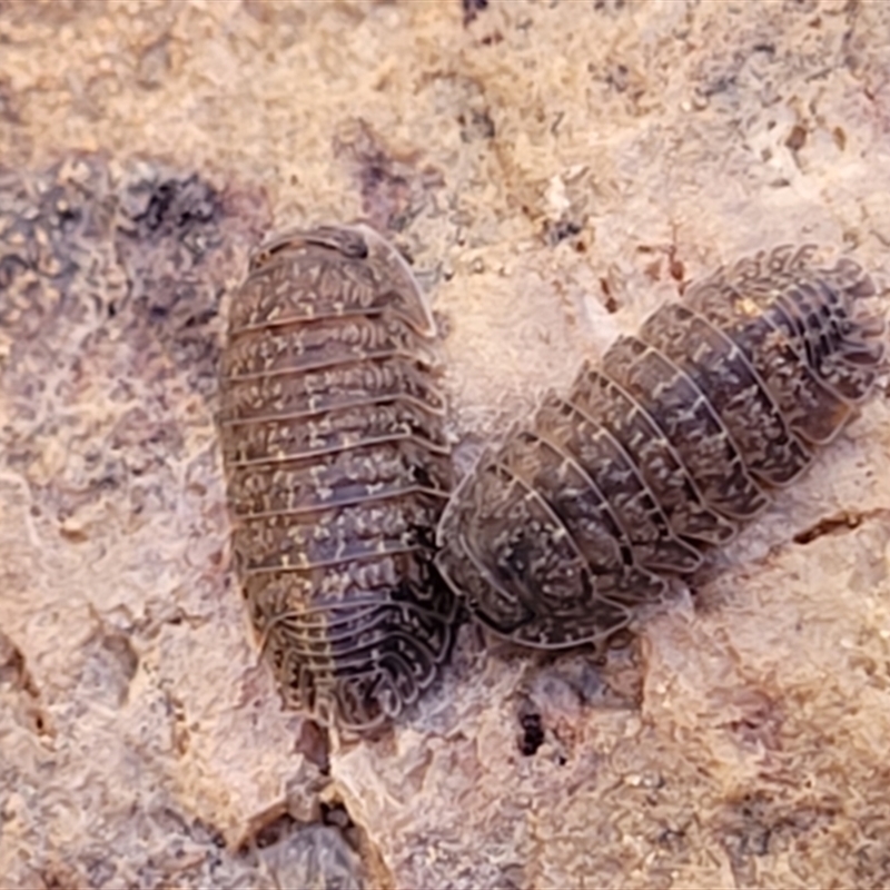 Armadillidae (family)