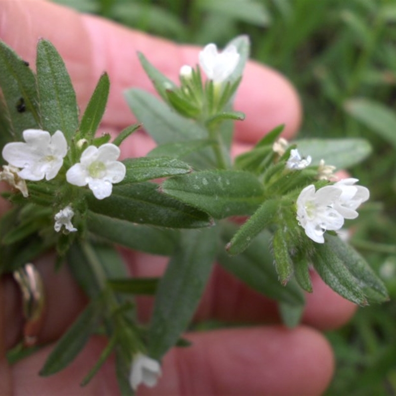 Buglossoides arvensis