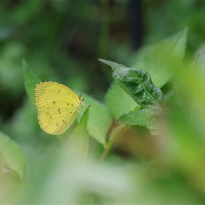 Eurema alitha