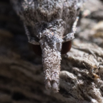 Carposina mediella