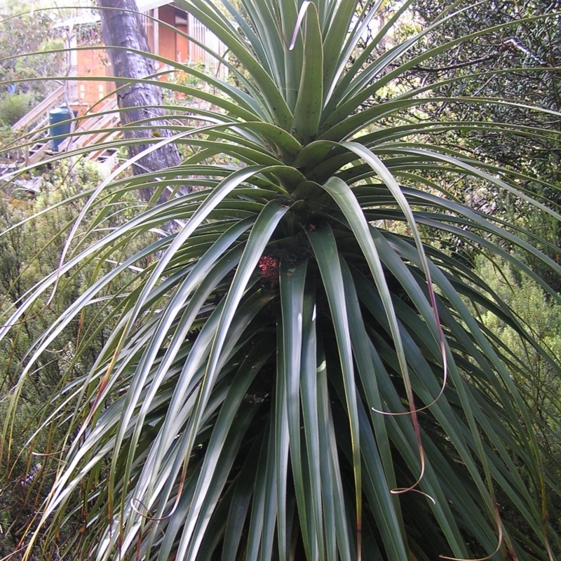 Richea pandanifolia