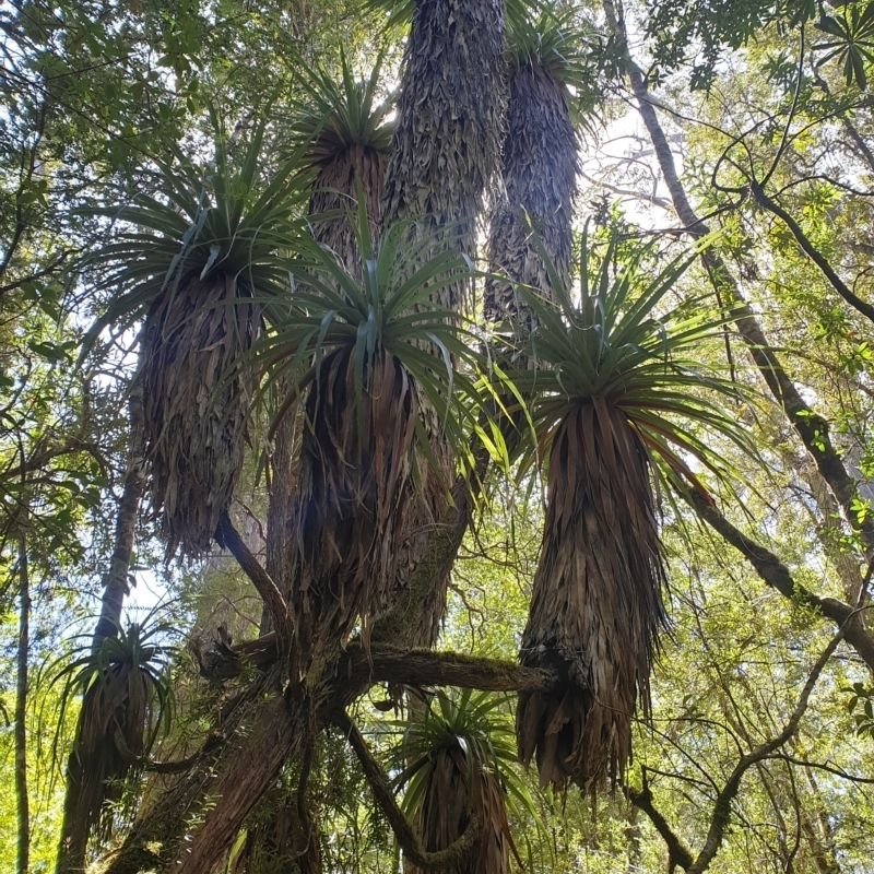 Richea pandanifolia