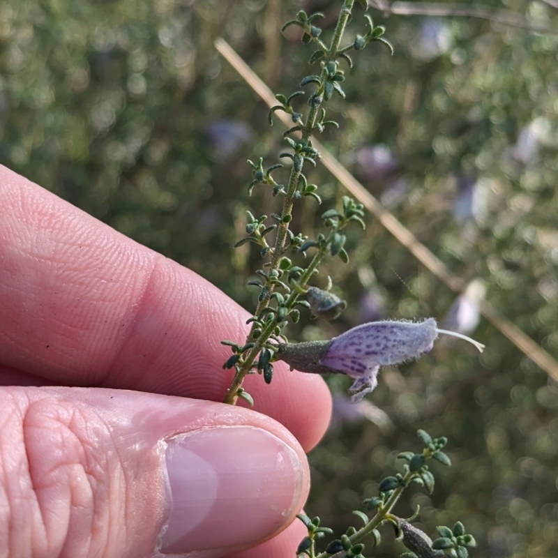 Prostanthera serpyllifolia subsp. microphylla