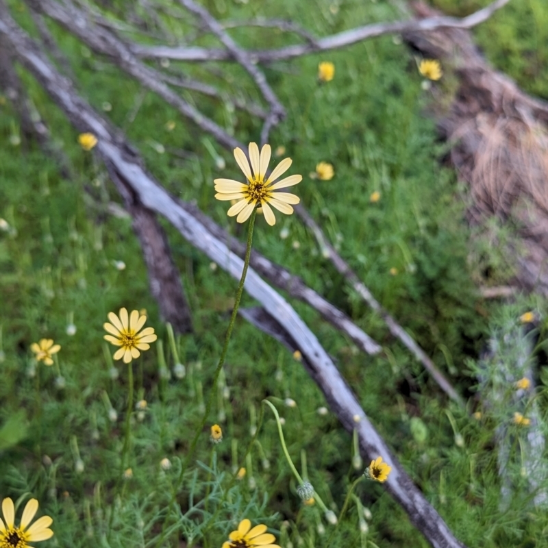 Ursinia anthemoides