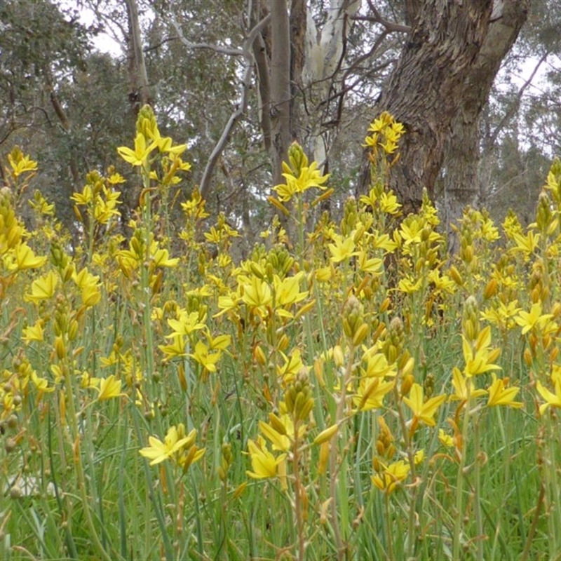 Bulbine bulbosa