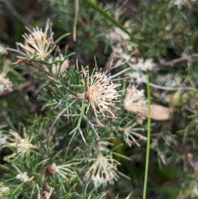 Hakea lissocarpha