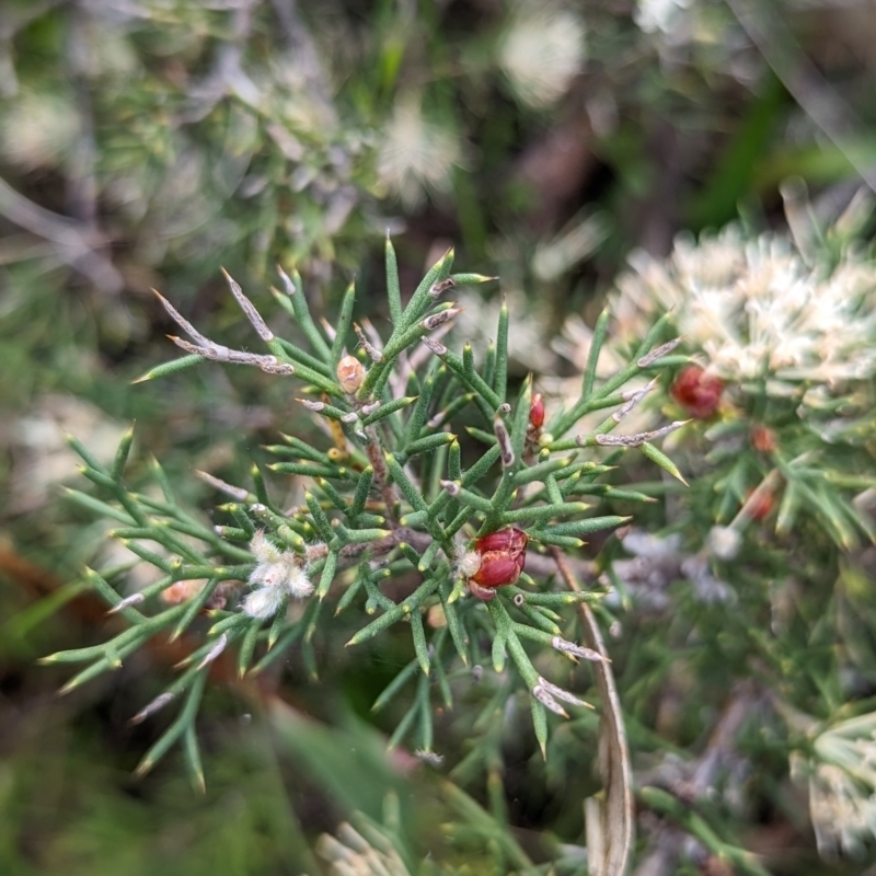 Hakea lissocarpha