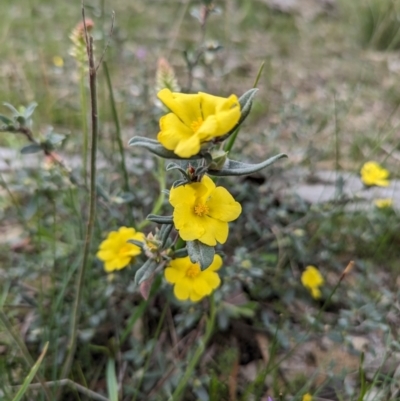 Hibbertia commutata