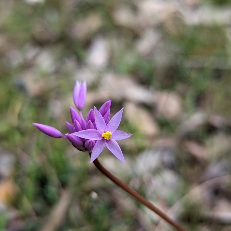 Sowerbaea laxiflora