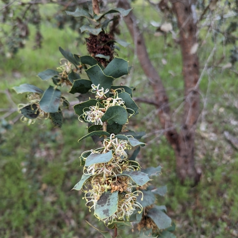 Hakea prostrata