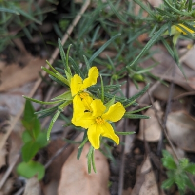 Hibbertia huegelii