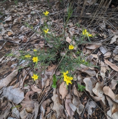 Hibbertia huegelii