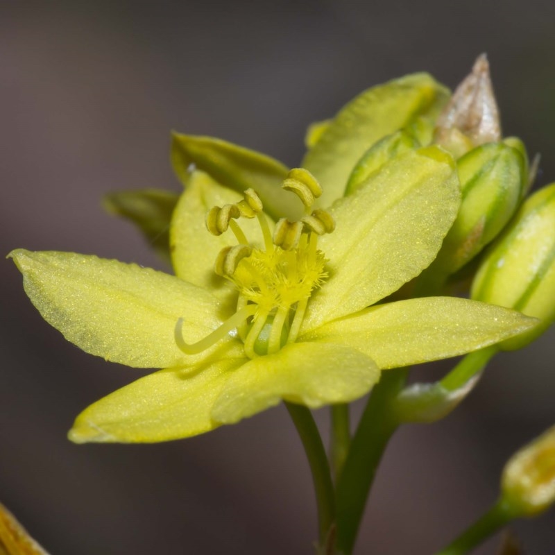 Bulbine glauca