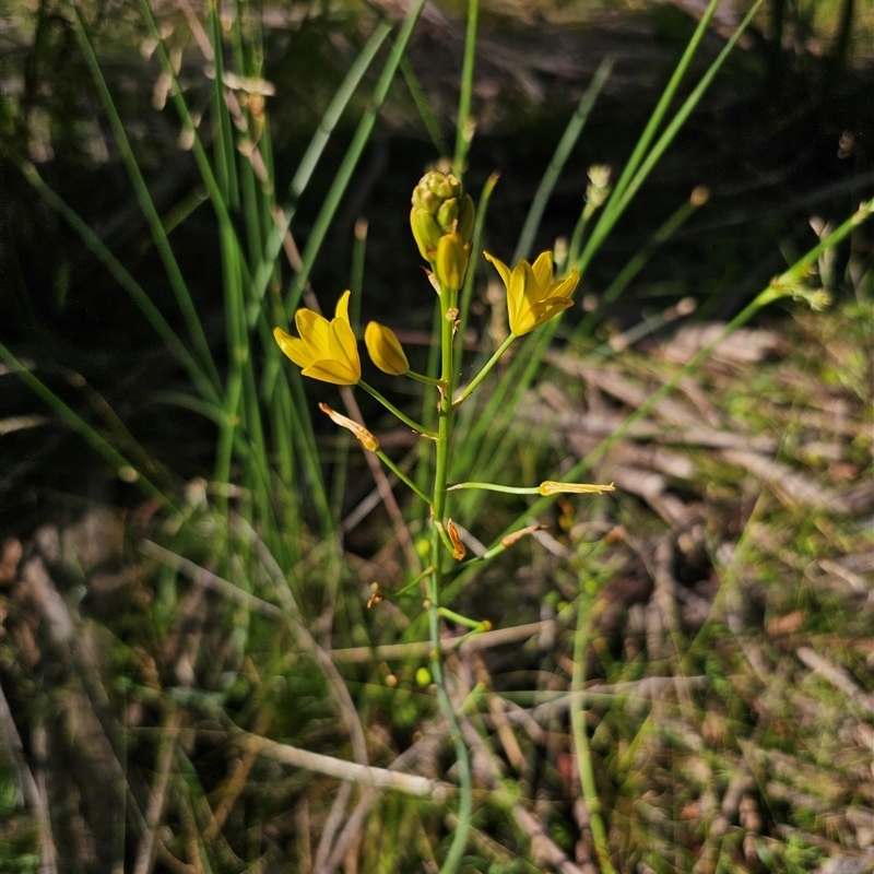 Bulbine glauca