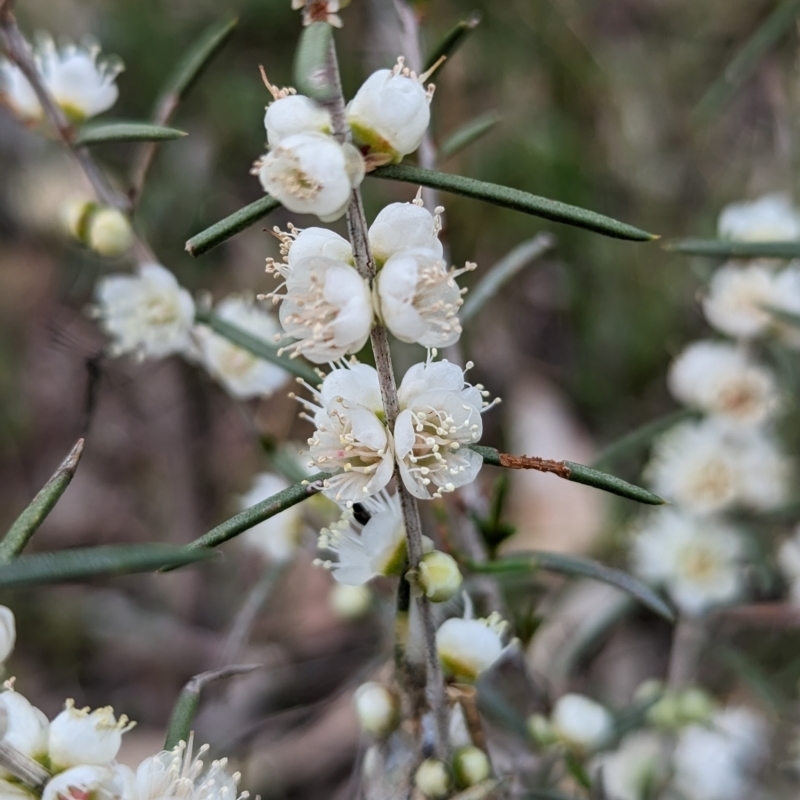 Hypocalymma angustifolium